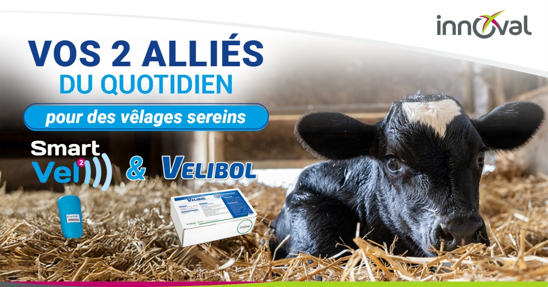  SmartVel & VELIBOL = vos 2 alliés du quotidien pour des vêlages sereins !