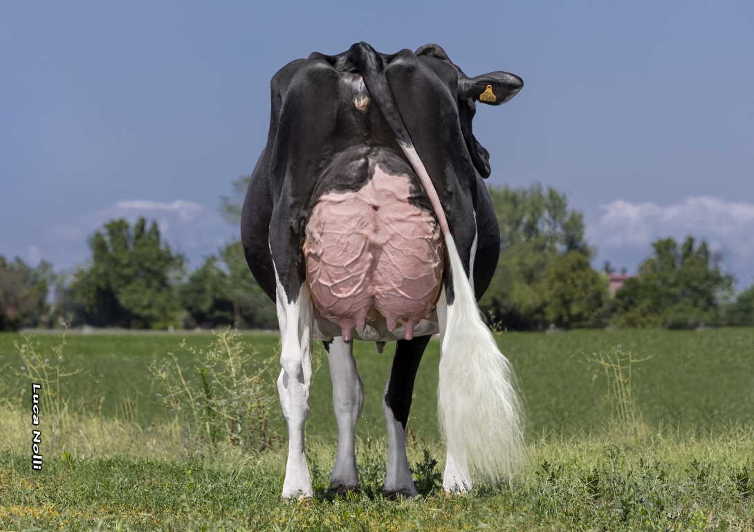 CAVITELLA PELLEGRINO Lally VG89