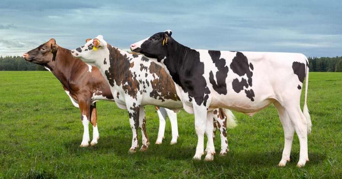 Montage taureaux 3 races